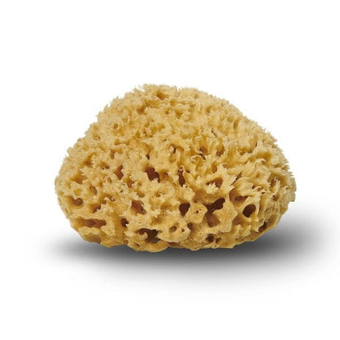 Cocoon Cocoon Honeycomb sea sponge, 10-11cm  - Hola BB