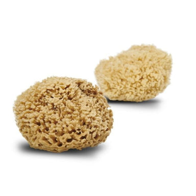 Cocoon Cocoon Honeycomb wool sea sponge, 13-14cm  - Hola BB