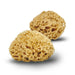 Cocoon Honeycomb sea sponge, 10-11cm  - Hola BB